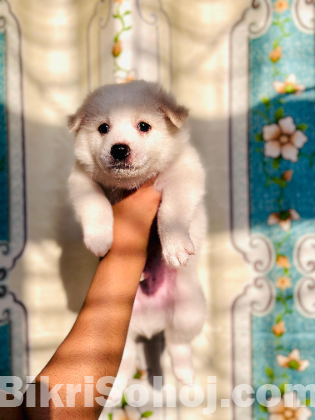 German spitz
